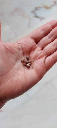 Zirkoon, ruwe steen (zeldzaam), set van 5 ministeentjes