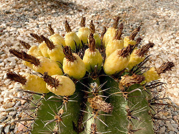 Rose of the Empress facelifting bundel