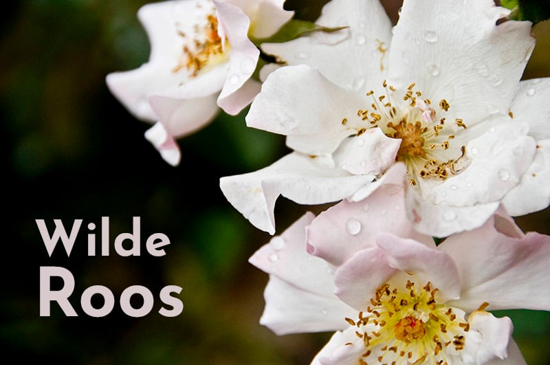 Rose of the Empress facelifting bundel